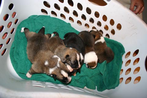 Rún Nursing Her Pups