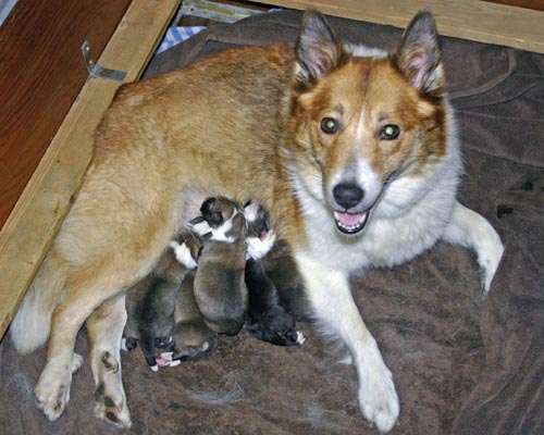 Rún Nursing Her Pups